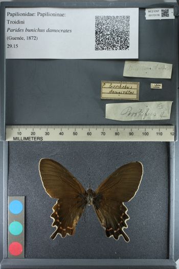 Media type: image;   Entomology 173178